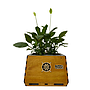 AIRemedy GaiA PLW